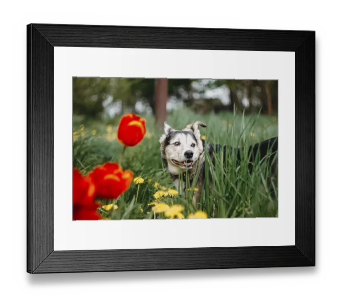 Framed Print : A dog stands amidst tall grass and vibrant red tulips