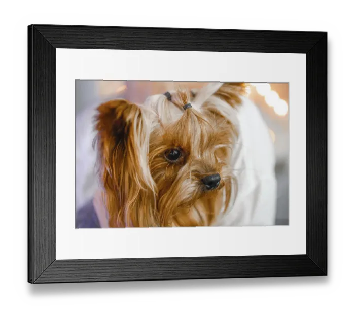 Framed Print : Yorkshire Terrier with a contemplative expression Framed Print : Yorkshire Terrier with a contemplative expression