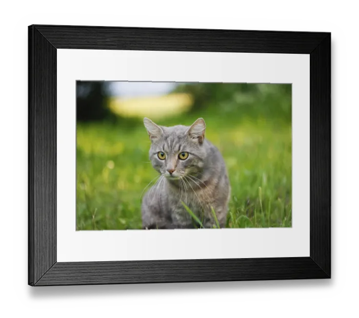 Framed Print : Close-up of an alert gray cat in grass