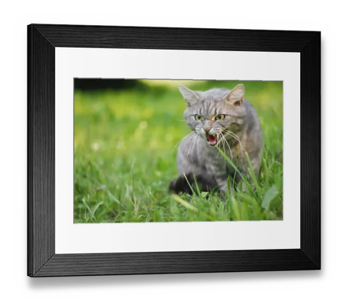 Framed Print : Gray cat in grass with an aggressive expression