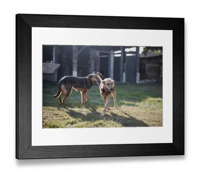 Framed Print : Two dogs play energetically in a sunny yard