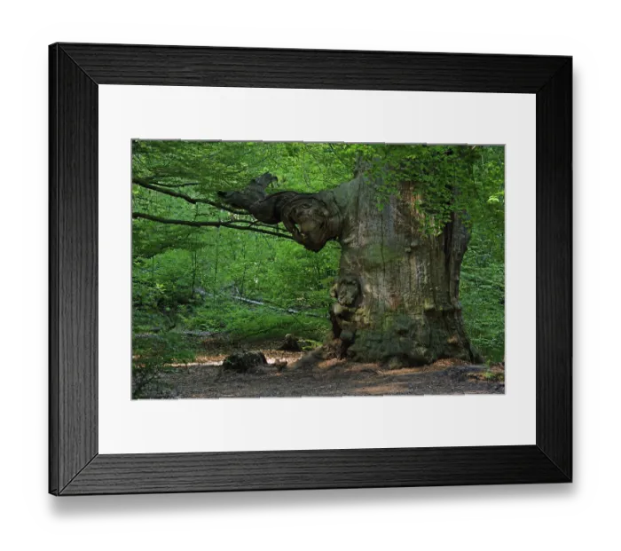 Framed Print : Ca. 800 year old beech (Fagus)