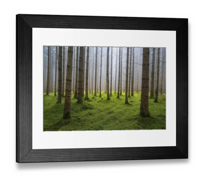 Framed Print : Mist in the morning in forest of conifer trees near Ulm Framed Print : Mist in the morning in forest of conifer trees near Ulm