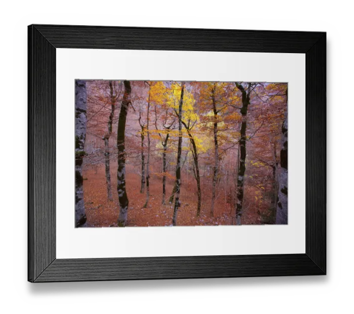 Framed Print : Autumn beech fall forest in Pyrenees Valle de Ordesa Huesca Spain Framed Print : Autumn beech fall forest in Pyrenees Valle de Ordesa Huesca Spain