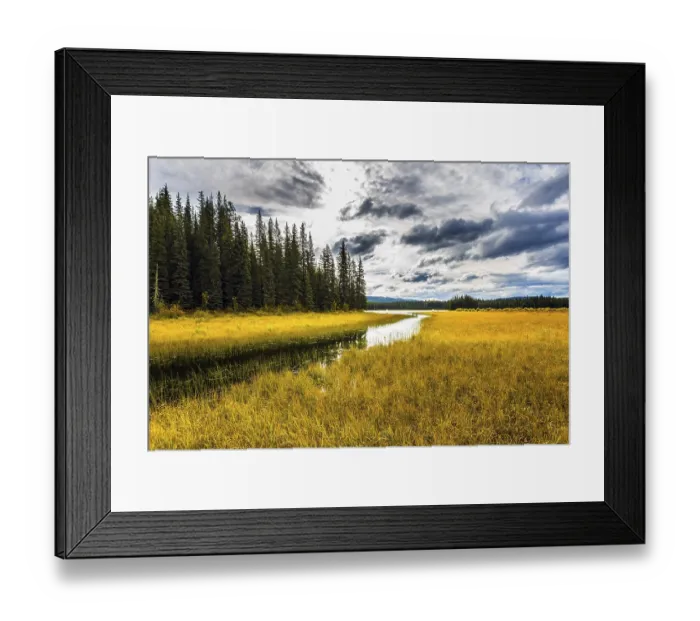 Framed Print : Coniferous evergreen forest among shallow lakes and swamps