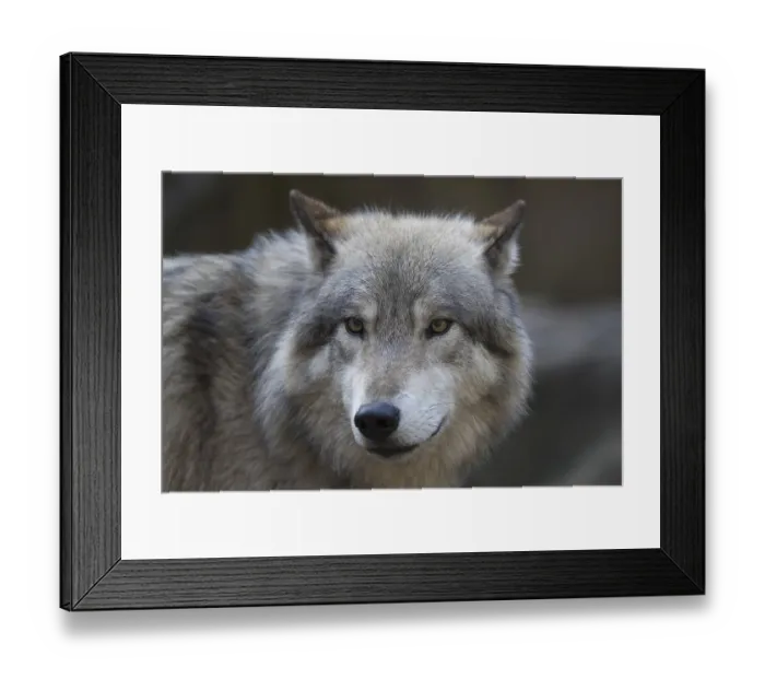 Framed Print : European gray wolf (canis lupus) Framed Print : European gray wolf (canis lupus)
