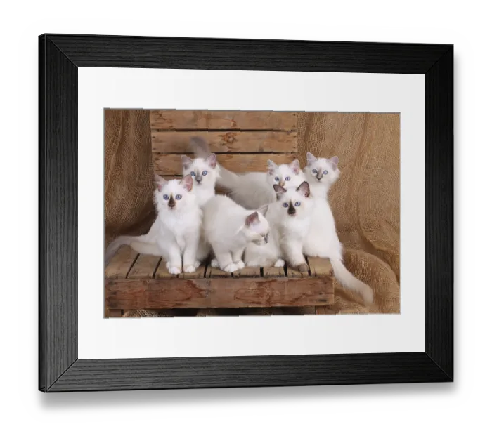 Framed Print : SACRED CAT OF BIRMA, BIRMAN CAT Framed Print : SACRED CAT OF BIRMA, BIRMAN CAT