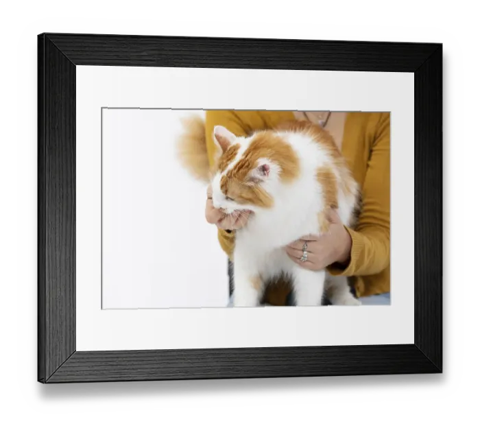 Framed Print : A fluffy ginger and white cat is being gently held in a warm embrace Framed Print : A fluffy ginger and white cat is being gently held in a warm embrace
