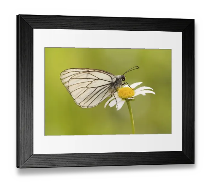 Framed Print : Black-veined White butterfly (Aporia crataegi)