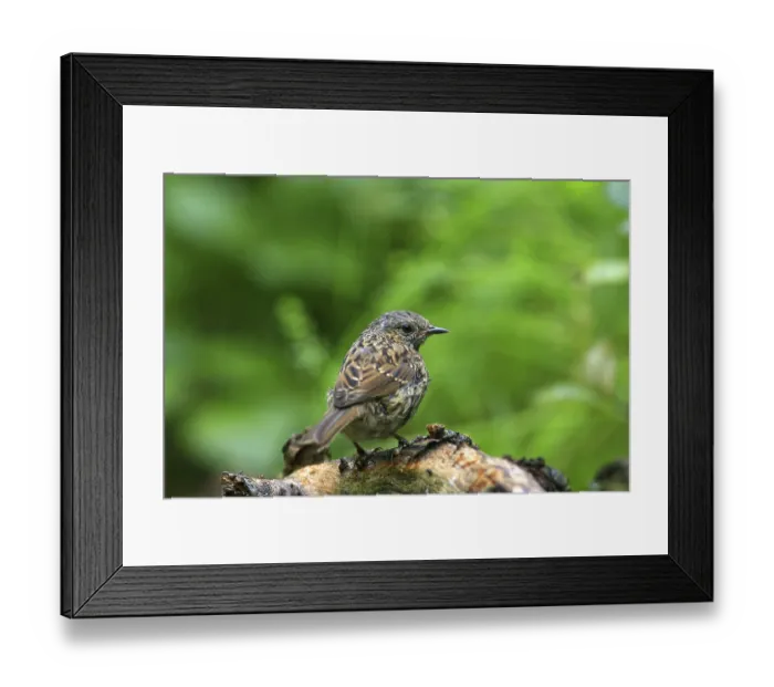 Framed Print : Young dunnock (Prunella modularis) Framed Print : Young dunnock (Prunella modularis)