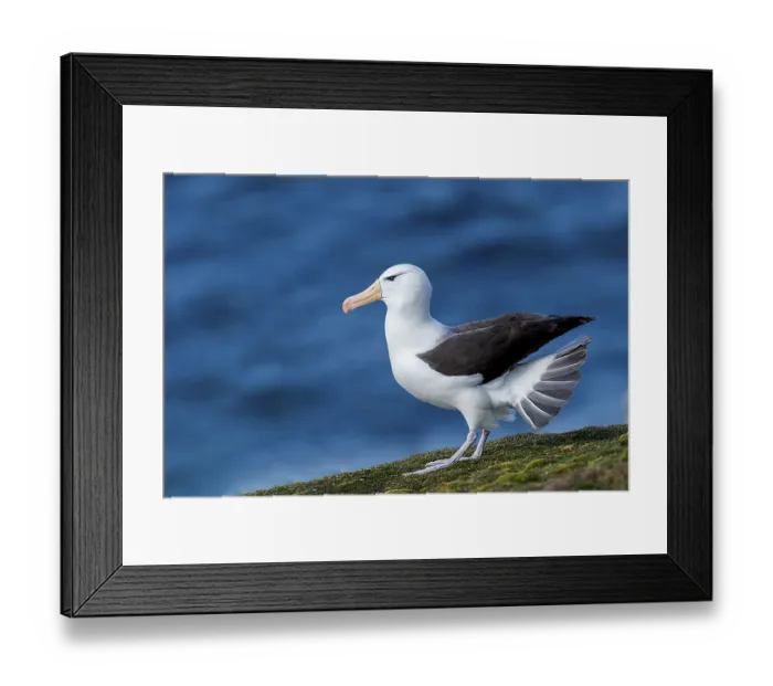Framed Print : Black-browed albatross, albatross Framed Print : Black-browed albatross, albatross