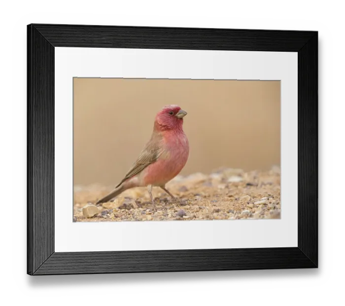 Framed Print : Sinai bullfinch, (Carpodacus synoicus)