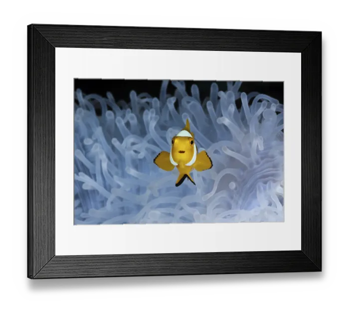 Framed Print : Juvenile orange skunk clownfish white anemone