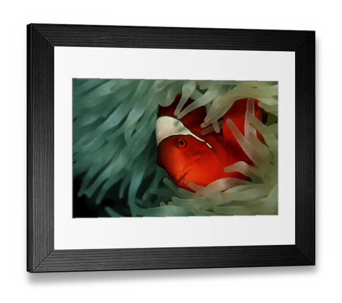 Framed Print : Spiny Amphiprion Pacificus, Premnas aculeatus Framed Print : Spiny Amphiprion Pacificus, Premnas aculeatus