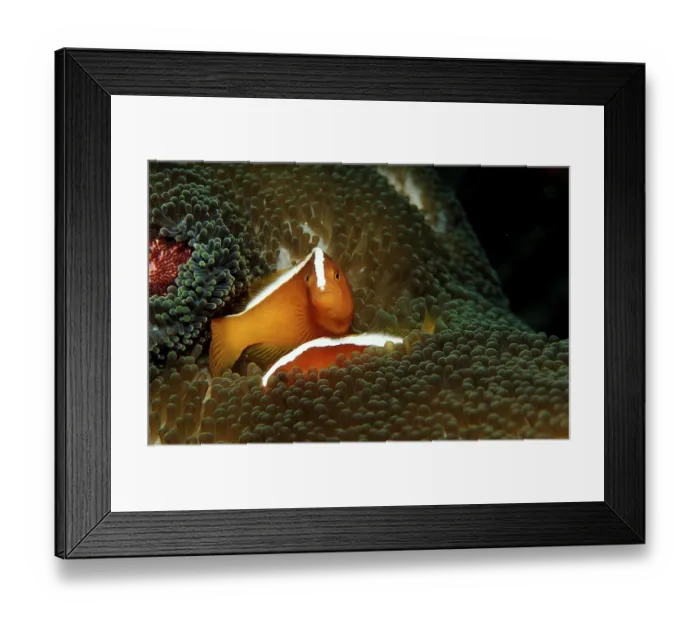 Framed Print : Orange skunk clownfish, Amphiprion dandaracinos