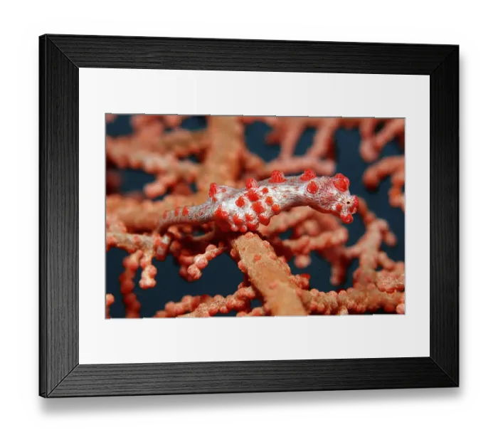 Framed Print : Dwarf seahorse, Hippocampus bargibanti