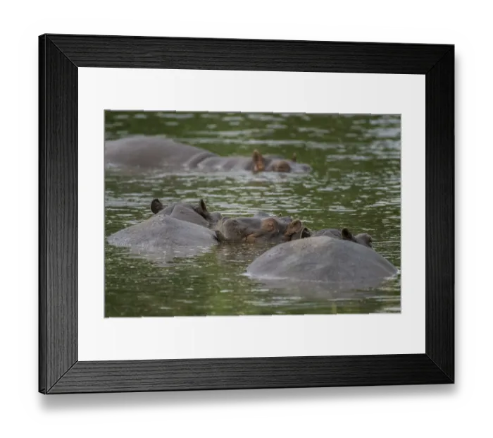 Framed Print : Hippos (Hippopotamus amphibius)