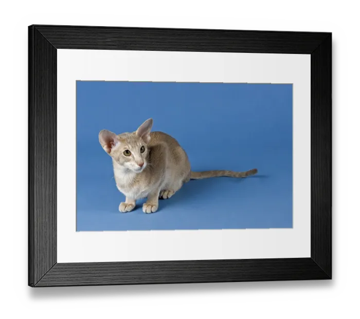 Framed Print : Oriental Shorthair cat, Lilac Ticked Tabby