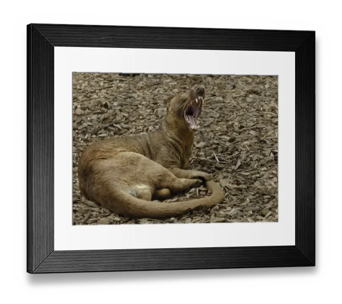 Framed Print : Fossa (Cryptoprocta ferox), adult resting, yawning