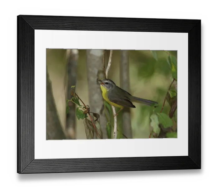 Framed Print : Golden-crowned Warbler (Basileuterus culicivorus) Framed Print : Golden-crowned Warbler (Basileuterus culicivorus)