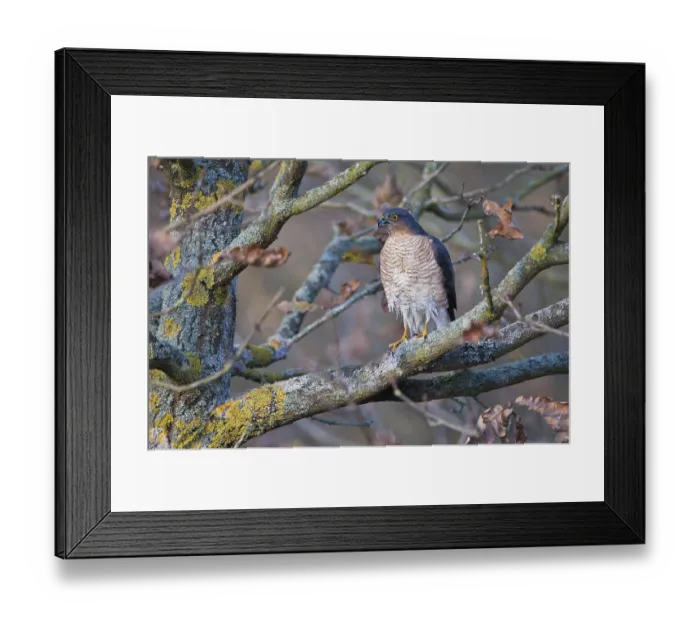 Framed Print : Eurasian Sparrowhawk (Accipiter nisus)