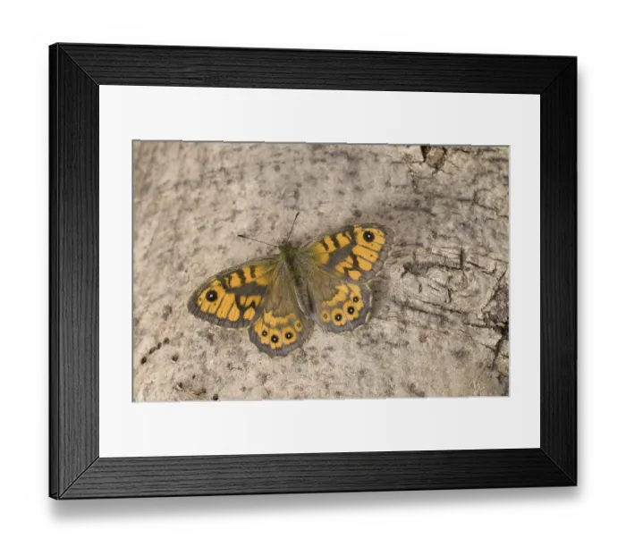 Framed Print : Wall Brown (Lasiommata megera)