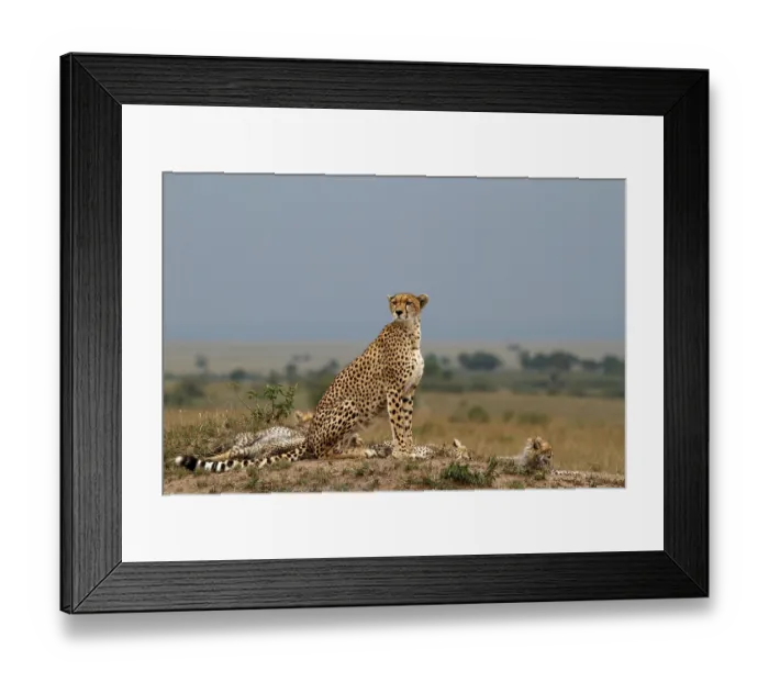 Framed Print : Family of Cheetahs (Acinonyx jubatus)