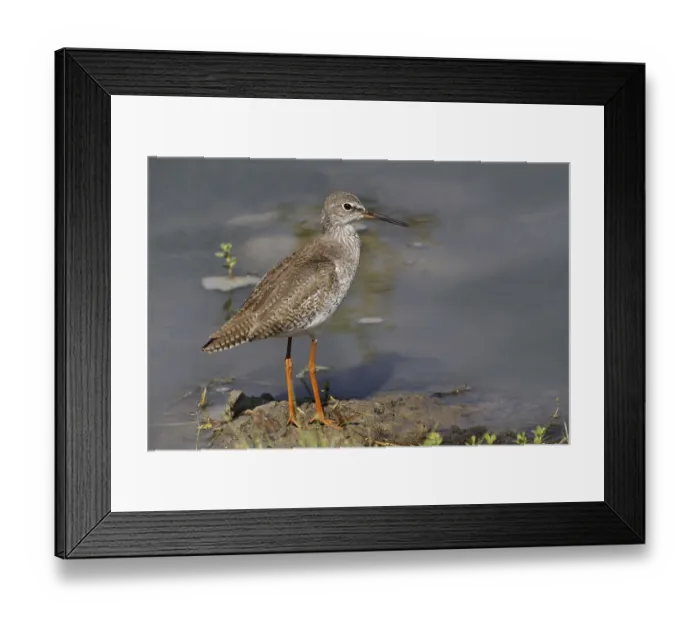 Framed Print : Common Redshank (Tringa totanus) adult
