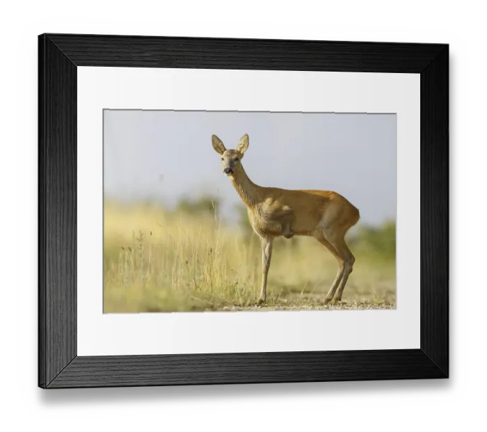 Framed Print : Western Roe Deer (Capreolus capreolus) female with missing front leg