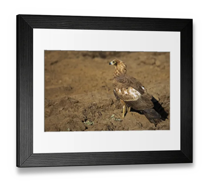 Framed Print : Young Afrikah Framed Print : Young Afrikah