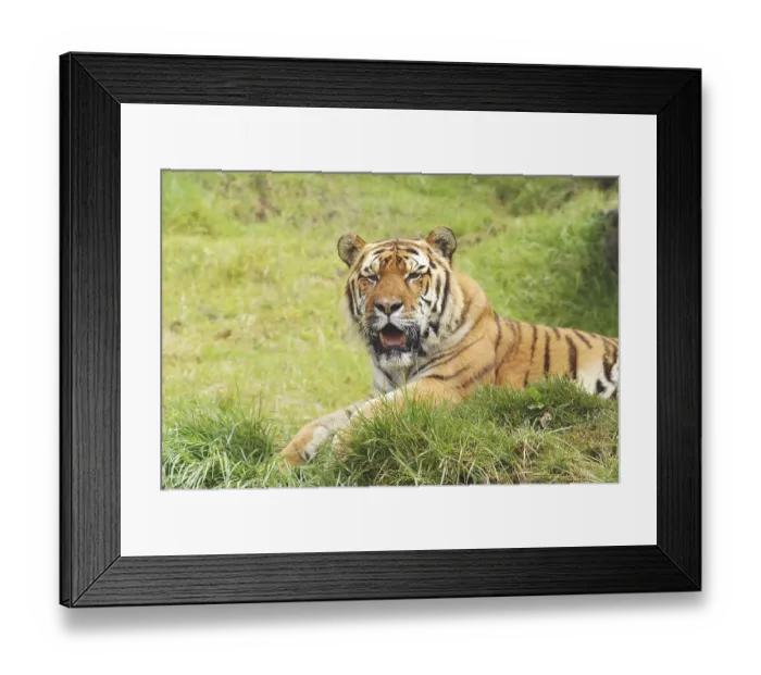 Framed Print : Siberian tiger panthera tigris