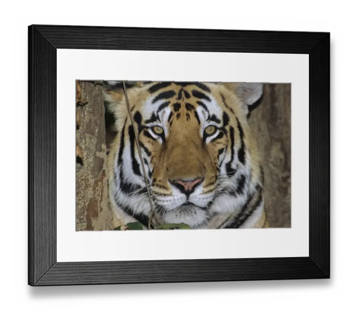 Framed Print : Tiger, Kanha Wild Life, Madhya Pradesh
