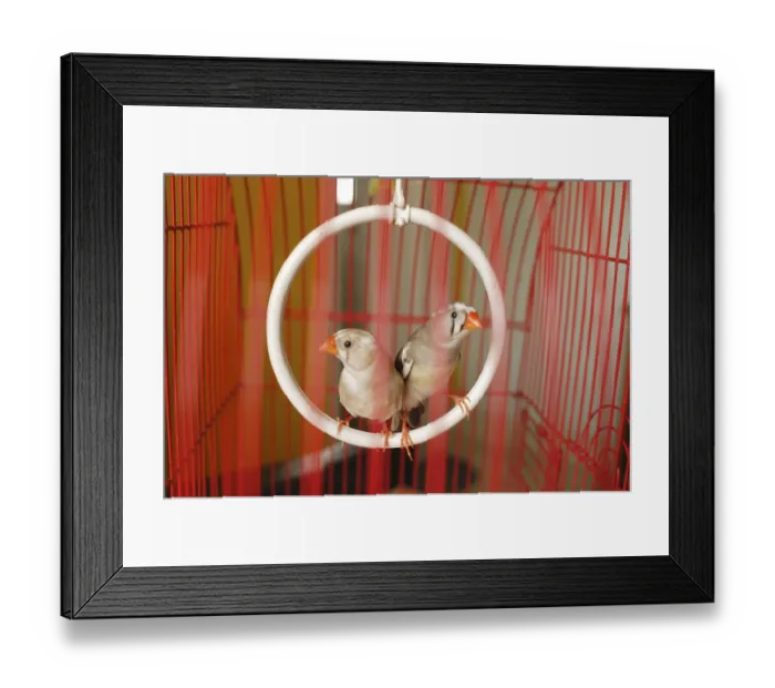 Framed Print : Zebra Finch birds in cage