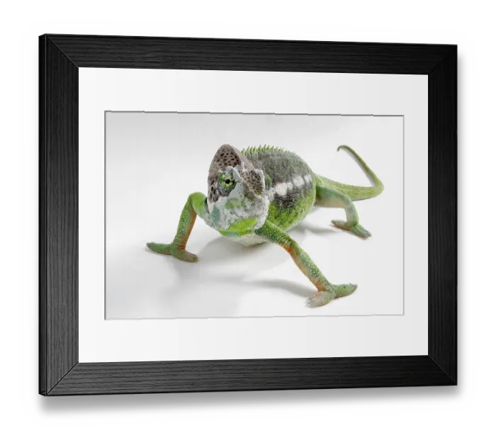Framed Print : Madagascar giant chameleon (Furcifer verrucosus)