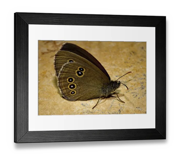 Framed Print : Brown woodland bird (Aphantopus hyperantus)