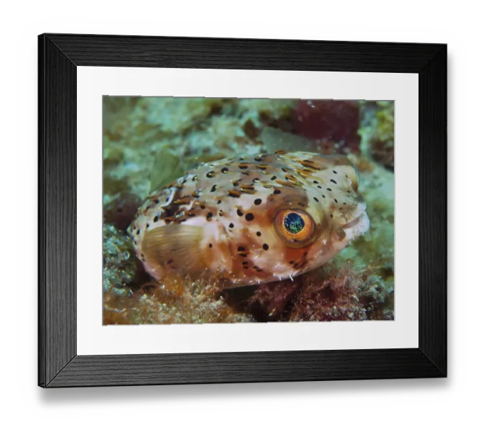 Framed Print : Brown-spotted hedgehogfish (Diodon holocanthus) Framed Print : Brown-spotted hedgehogfish (Diodon holocanthus)