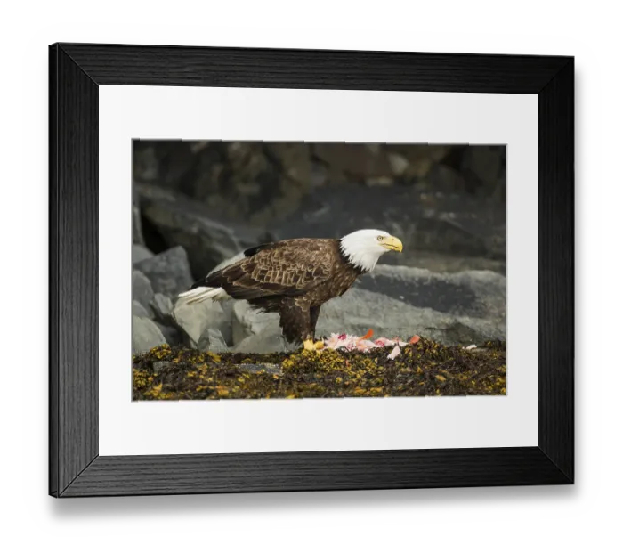 Framed Print : Bald Eagle (Haliaeetus leucocephalus) with a fish Framed Print : Bald Eagle (Haliaeetus leucocephalus) with a fish