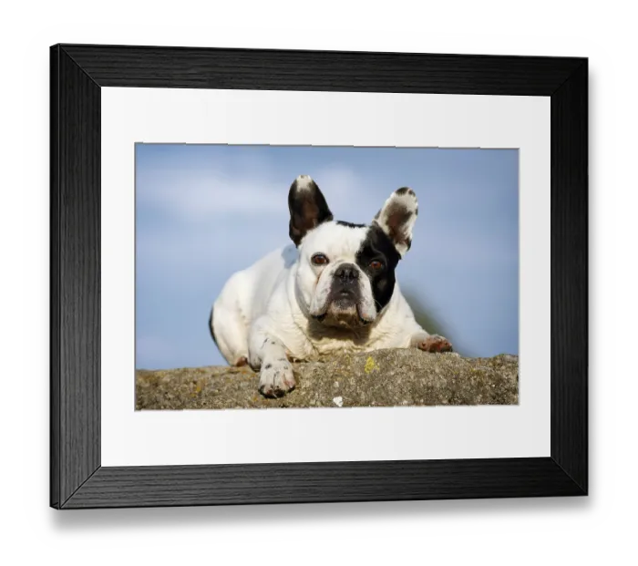 Framed Print : French Bulldog lying on a rock