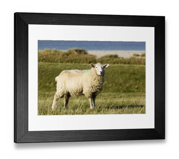 Framed Print : Sheep on a dyke, Fehmarnsund, Fehmarn