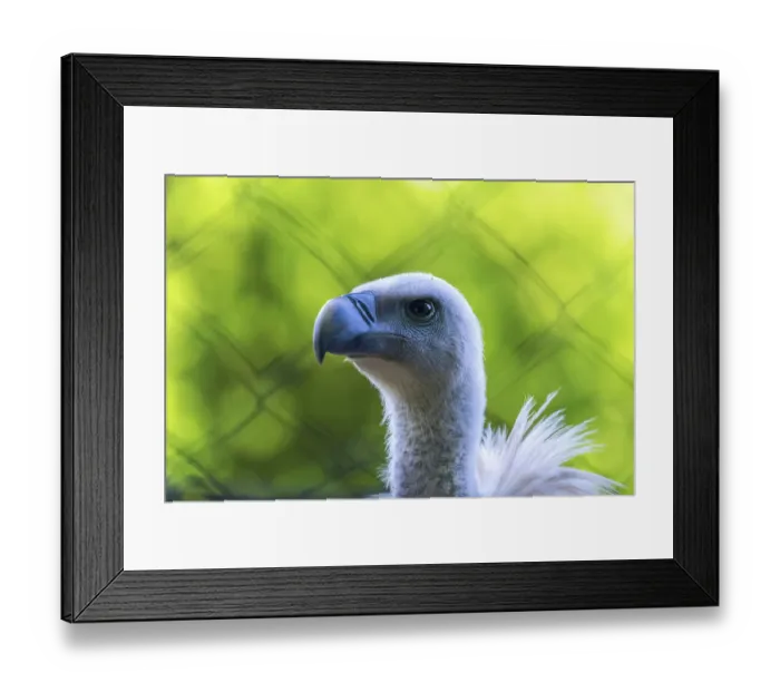 Framed Print : Griffon Vulture Bird of Prey in Captivity (Gyps fulvus) Framed Print : Griffon Vulture Bird of Prey in Captivity (Gyps fulvus)