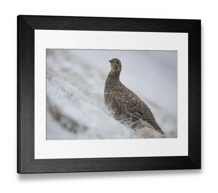 Framed Print : Black grouse (Lyrurus tetrix), female in the snow