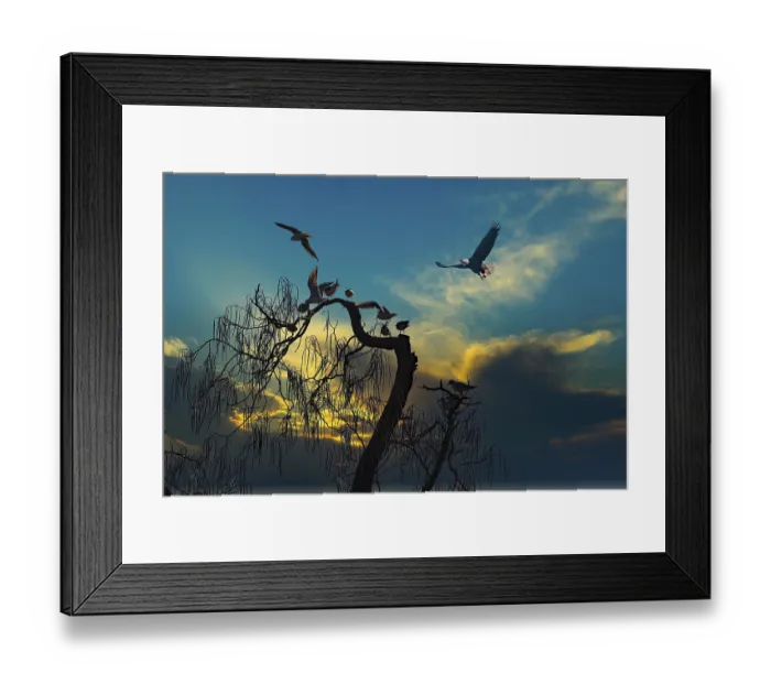 Framed Print : Black-headed gulls (Larus ridibundus) in the evening mood