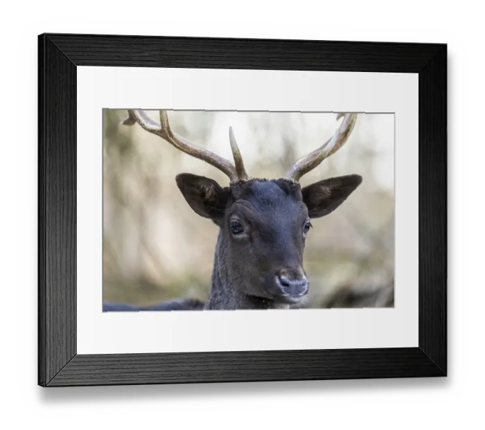 Framed Print : Fallow deer (Dama dama), portrait