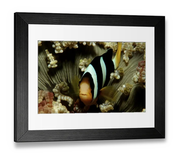 Framed Print : Clark's Anemonefish or Yellowtail Clownfish (Amphiprion clarkii)