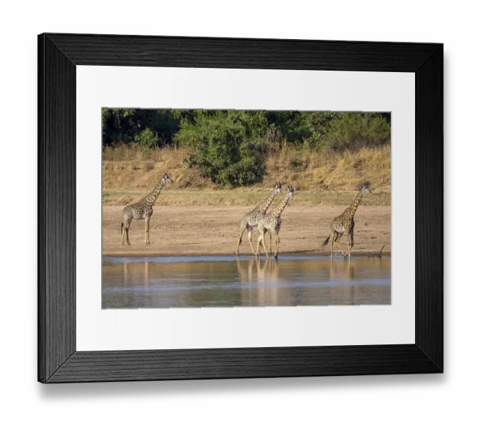 Framed Print : Rhodesian giraffe (Giraffa camelopardalis thornicrofti) Framed Print : Rhodesian giraffe (Giraffa camelopardalis thornicrofti)