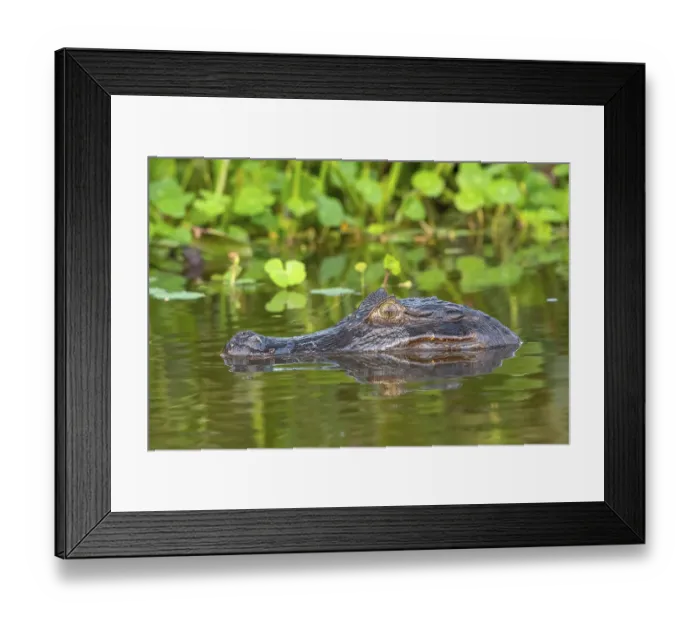 Framed Print : Spectacled caiman (Caiman crocodilus yacara)