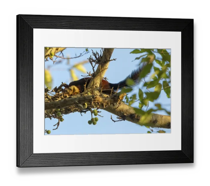 Framed Print : Giant squirrel (Ratufa indica)