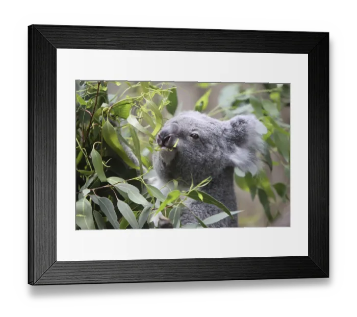 Framed Print : Koala