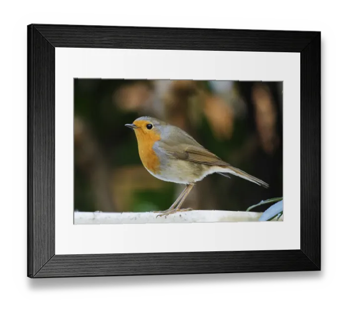 Framed Print : Side view of a robin in front of a blurred background Framed Print : Side view of a robin in front of a blurred background