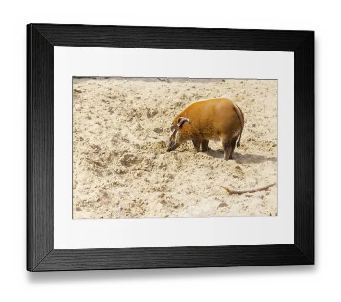 Framed Print : Orange color red river hog digging the sand Framed Print : Orange color red river hog digging the sand